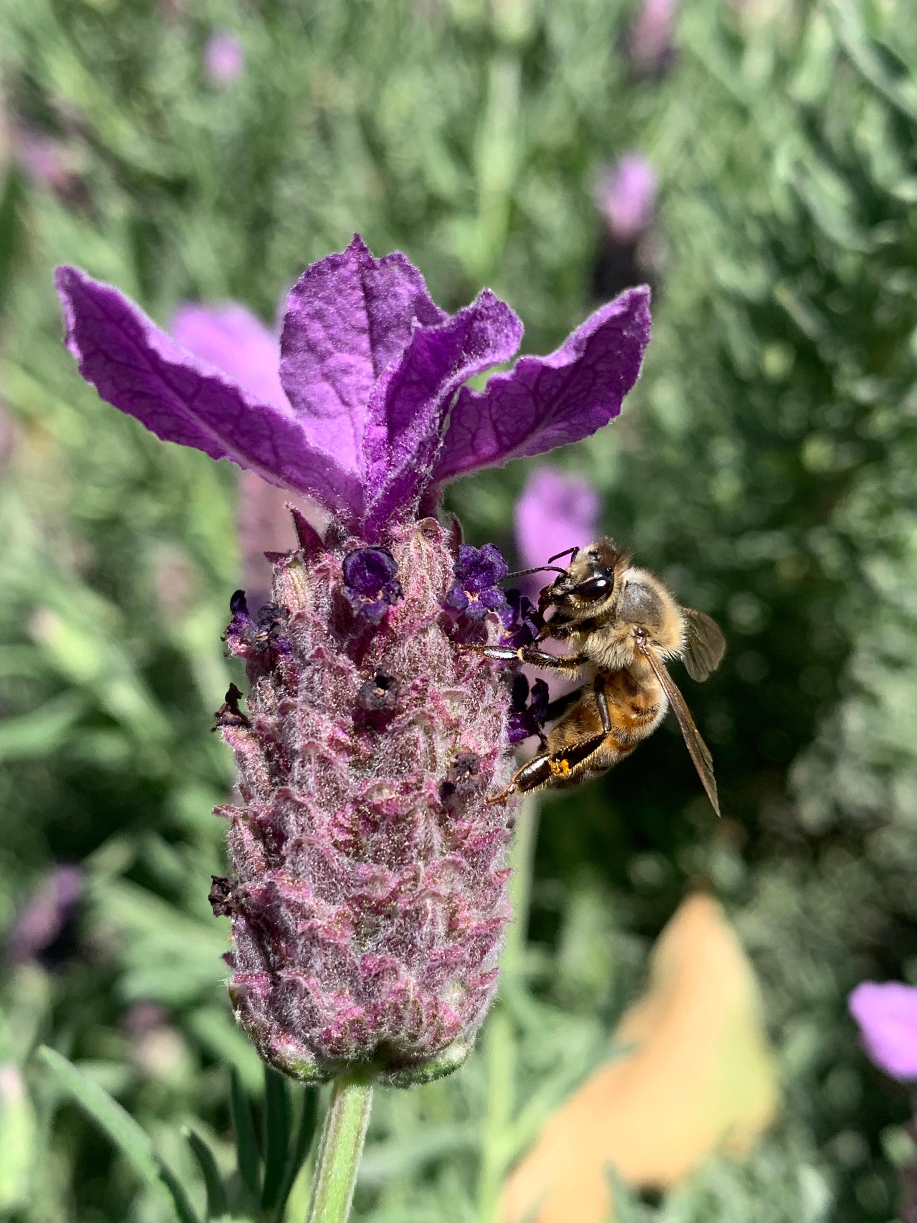 A worker bee feeding on a lavender bloom.