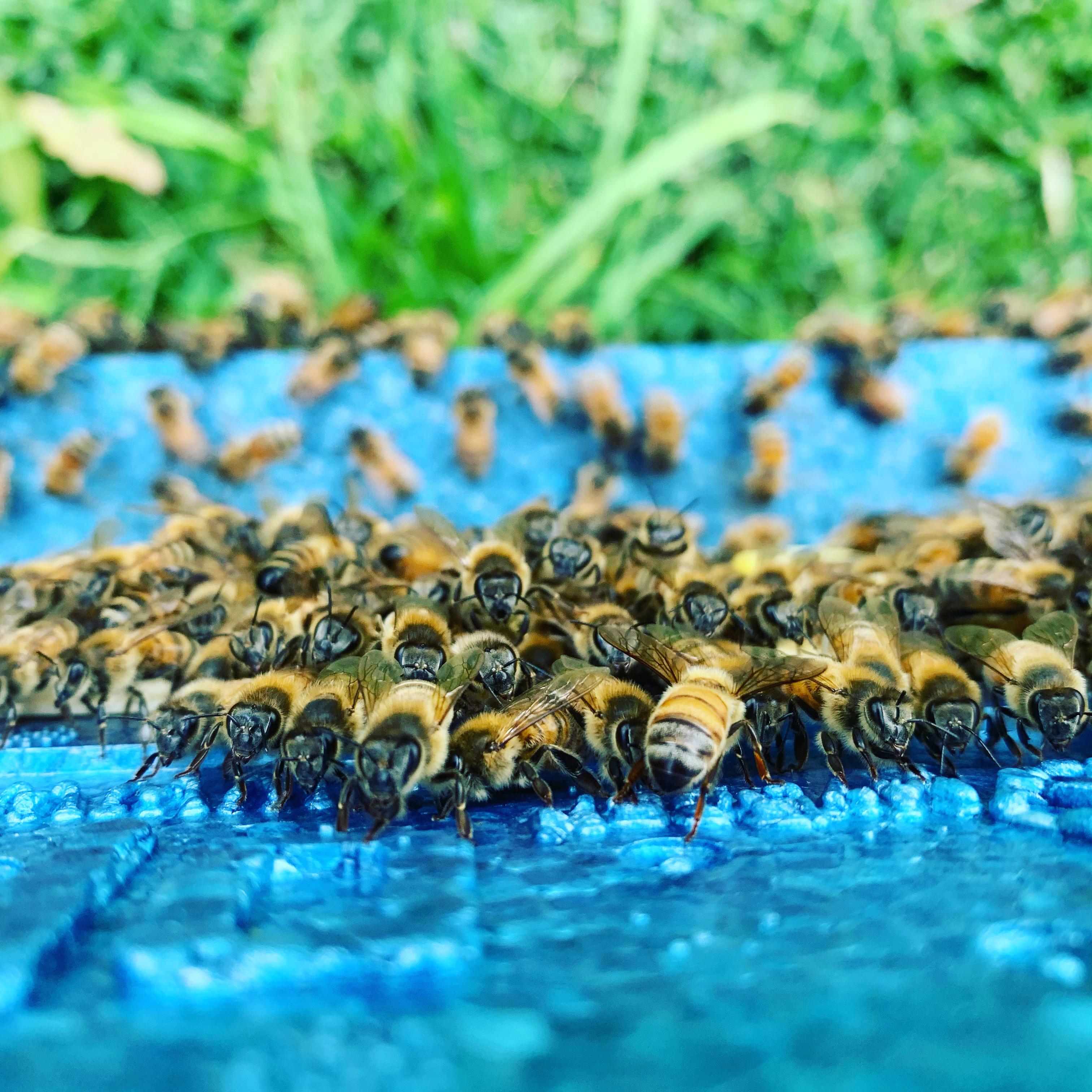 Bees clustered on a blue sticky board for varroa monitoring.