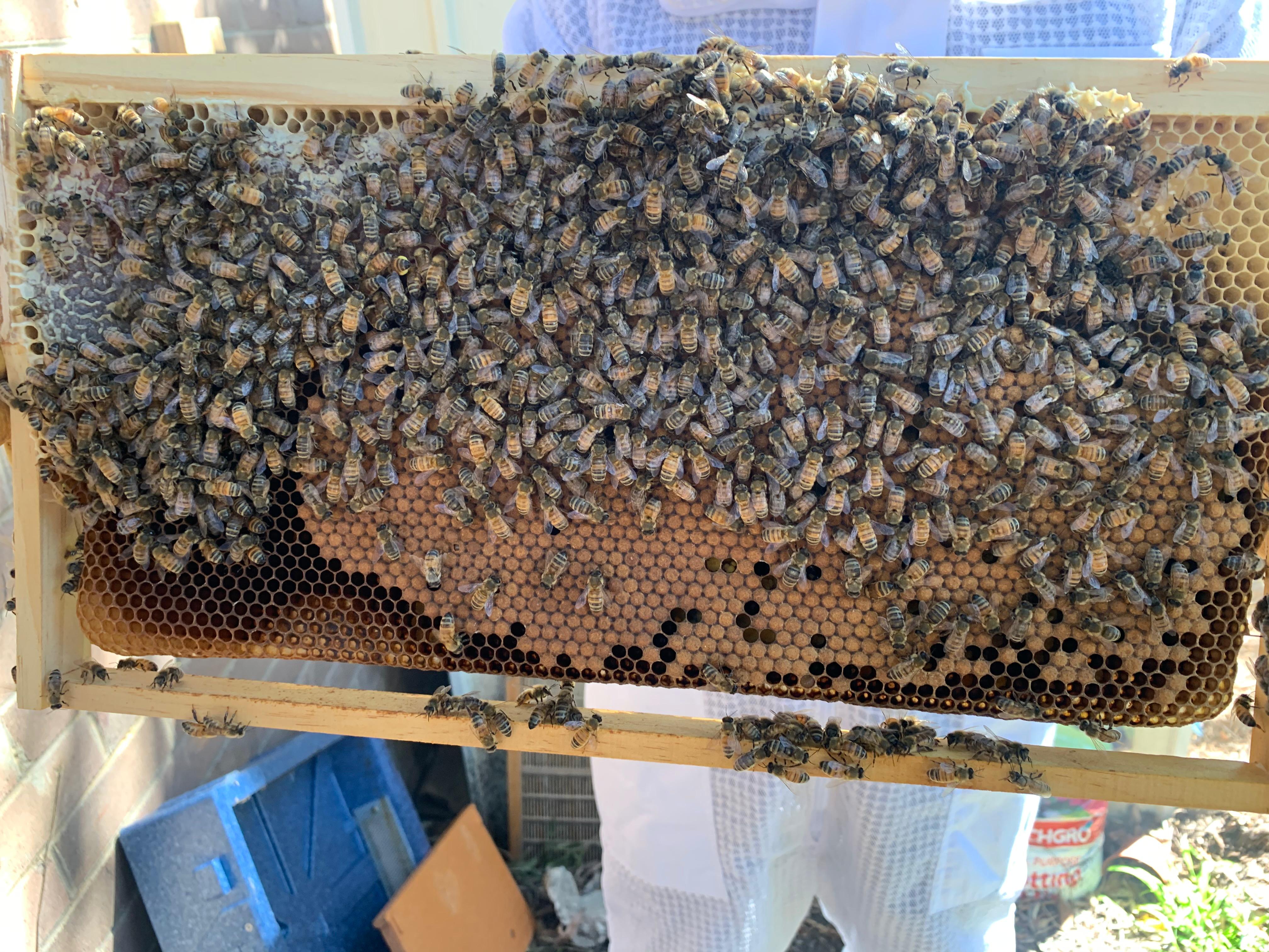 Brood frame full of bees with capped brood pattern visible.