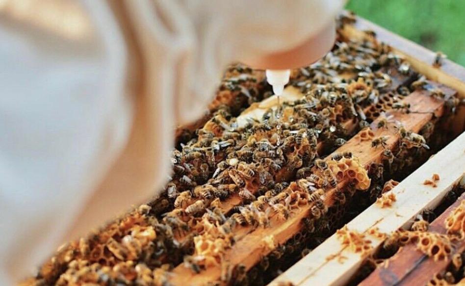 Beekeeper lifting a frame, bees clustered across the comb.