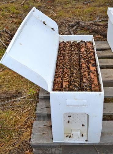 An open nuc box at the apiary, frames lined with bees.