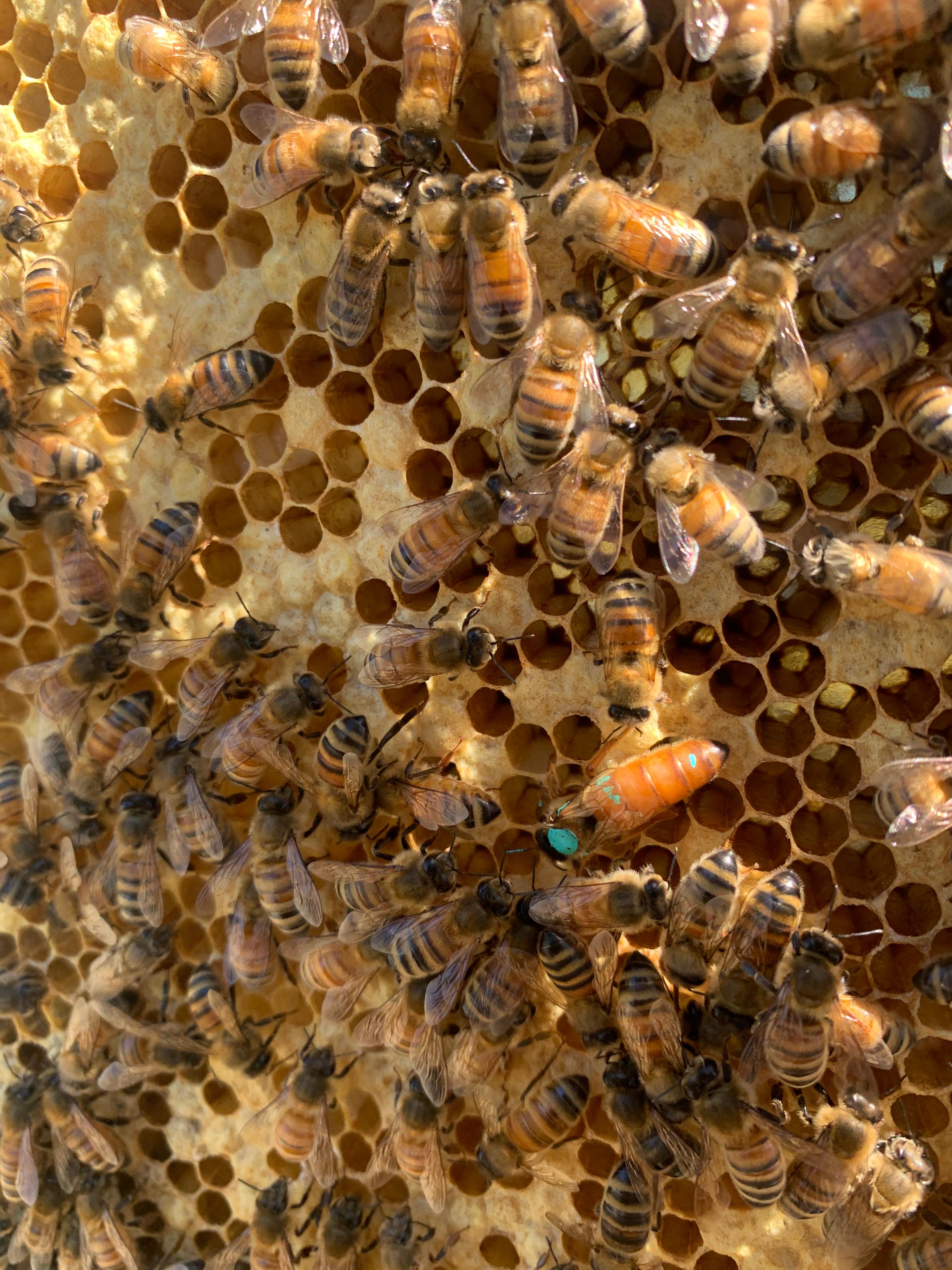 Frame held up with bees, blue-marked queen visible mid-frame.